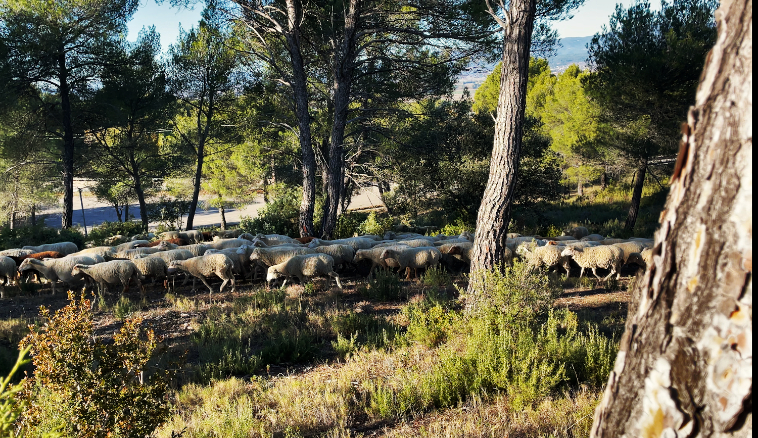 moutons