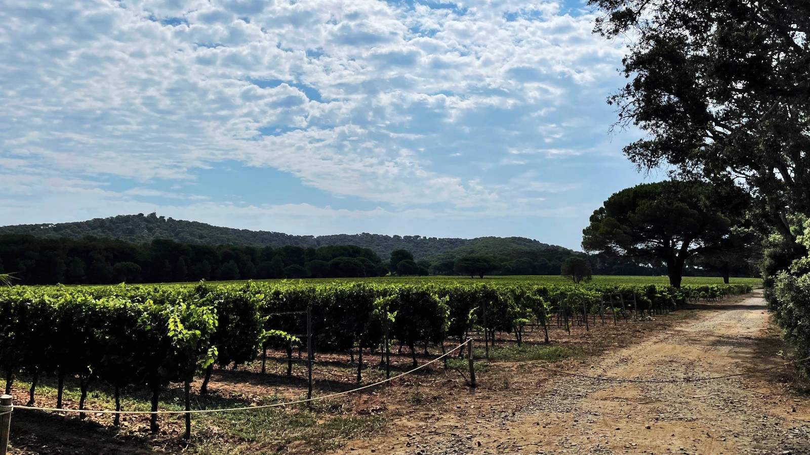 vignes porquerolles